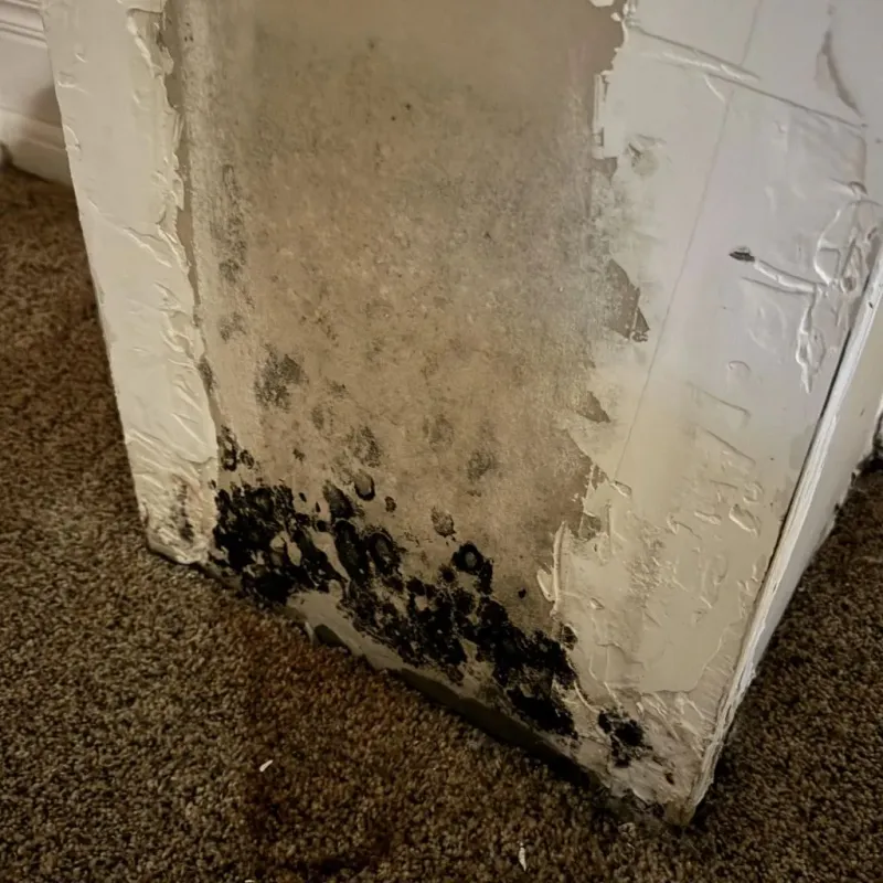 Professional Mold Removal in Webster County, KY